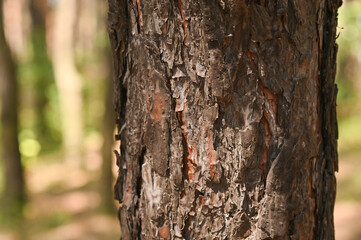 the bark of a pine tree is a close-up