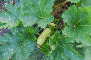 Obraz premium the squash plant grows in the garden