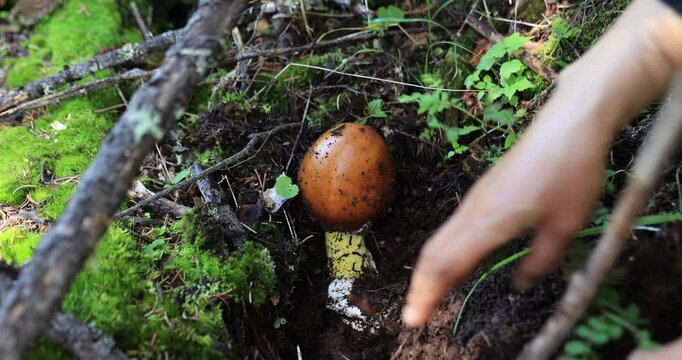 Picking amanita caesarea, orange mushroom edible in forest of China