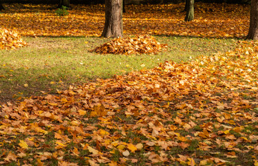 autumn yellow leaves of trees.