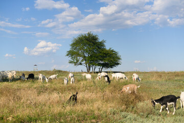 goats graze in the meadow