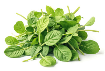 Obraz premium Fresh Basil Leaves Pile