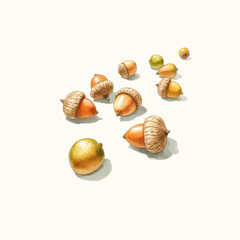 Watercolor illustration of acorns and nuts on white background