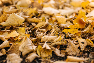 Yellow autumn leaves lying on the ground