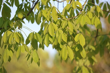 branch of silk floss tree (Ceiba speciosa)