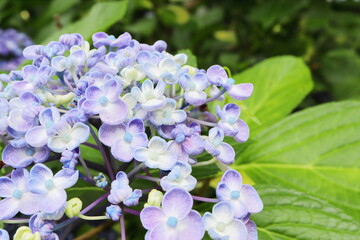 青紫の渦紫陽花