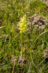 Flower of a Lachenalia in natural habitat near Malmesbury in the Western Cape of South Africa