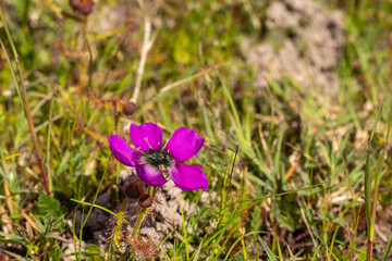 The beautiful violet flowering form of Drosera cistiflora south of Malmesbury, Western Cape of South Africa