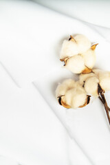 Cotton plant on a white cloth.