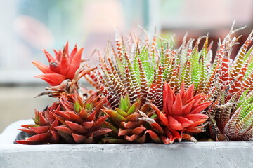窓辺に置かれた赤い多肉植物の寄せ植え鉢