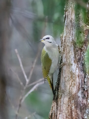 Grey-headed woodpecker