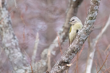 Grey-headed woodpecker