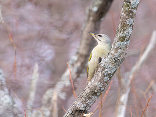 Grey-headed woodpecker