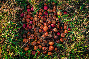 Faule Äpfel auf einer Obstwiese
