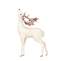 Cute deer illustration. Realistic watercolor hand painted art isolated on white background. Woodland wild animal. Element for decorative forest design.