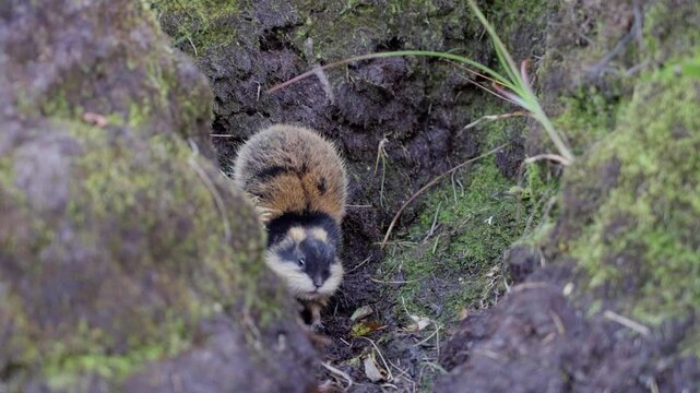 Closeup of a frightened lemming backing fully against a natural wall, body nearly upright in fear