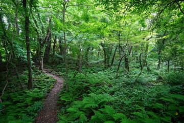 Obraz premium fine spring path through thick ferns 