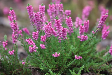 Blooming white and purple common heather. Calluna vulgaris background.