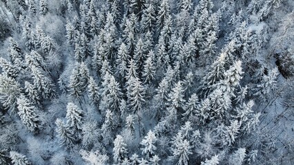 Winterlandschaft mit Schnee im Wald