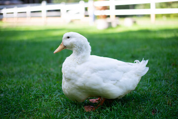 Single White Duck in Grass in Lithuania