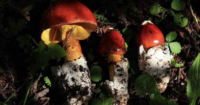 Picking amanita caesarea, orange mushroom edible in forest of China