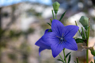 青紫のキキョウの花
