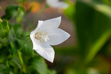 白いキキョウの花