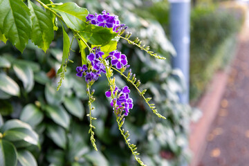 紫色の垂れ下がって咲く花「デュランタ」