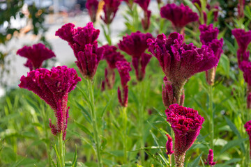 赤いケイトウの花