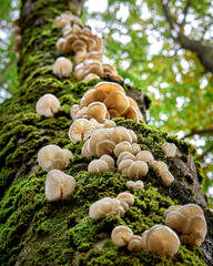 Autunno nel Parco Naturale Regionale dei Monti Simbruini - Fondi di Jenne / Roma