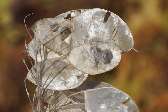 Distinctive papery seed pods (silicles), seeds of honesty or annual honesty (Lunaria annua). Dutch garden in autumn colors in the background. Autumn, October, Netherlands