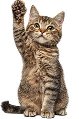 Obraz premium Cute Tabby Cat Raising Paw - Adorable Feline Portrait