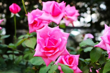 華やかに咲くピンクのバラの花　秋のバラ園