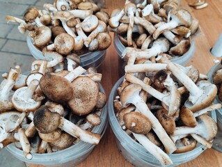 mushrooms on a wooden background