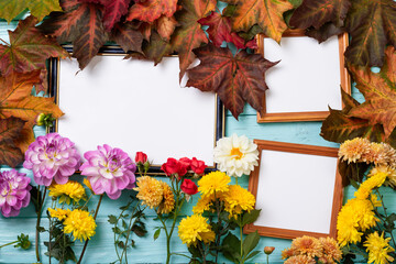 Obraz premium Frames with copy space for your images richly decorated with autumn maple leaves and flowers on a turquoise wooden wall