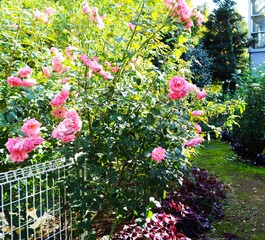 穏やかに咲く薔薇の花　秋のバラ園