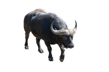 威風堂々としたアフリカスイギュウ