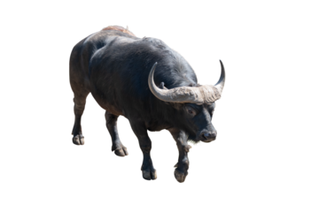 威風堂々としたアフリカスイギュウ