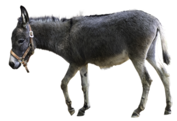 歩いている牧歌的なロバ