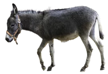 Fototapeten Esel 歩いている牧歌的なロバ  © F_Nakatani