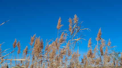Naklejka premium fall yellow cane against the sky background