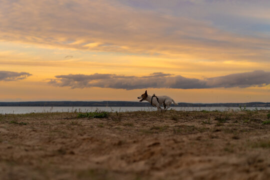 Jack Russell Terrier dog runs against sunset sky.