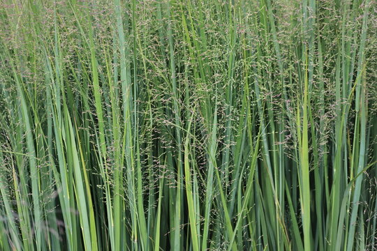 Panicum virgatum. Ornamental grass in the garden.