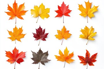 Fototapeta premium Collection set of yellow orange red maroon autumn fall maple leaf leaves on white background