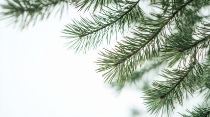 Obraz premium The Green Pine Tree Branches