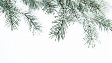 Obraz premium The Frosted Pine Branches