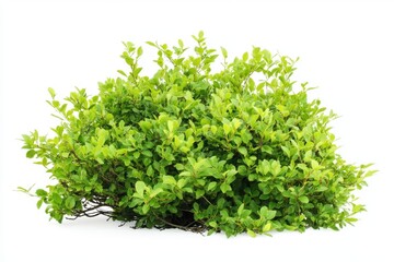 Naklejka premium Green bush isolated on white background