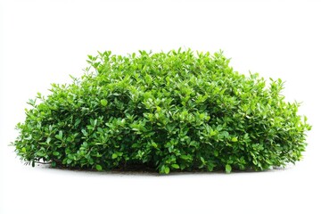 Fototapeta premium Green bush isolated on white background