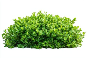 Naklejka premium Green bush isolated on white background
