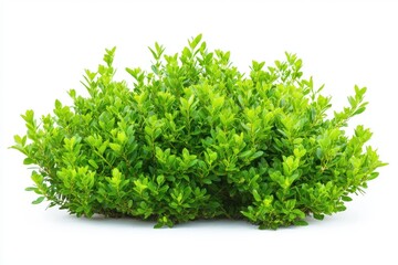 Fototapeta premium Green bush isolated on white background